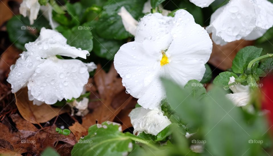 White flower