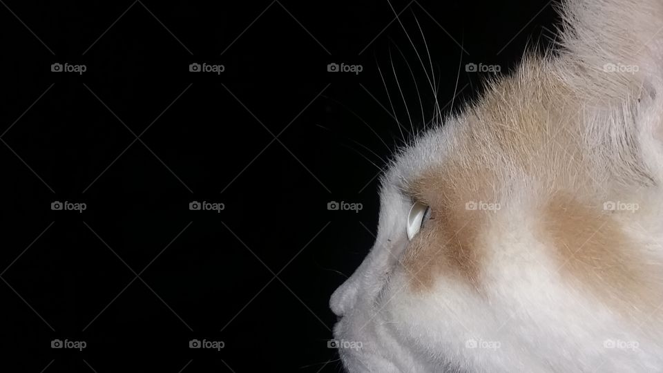 profile of a cat