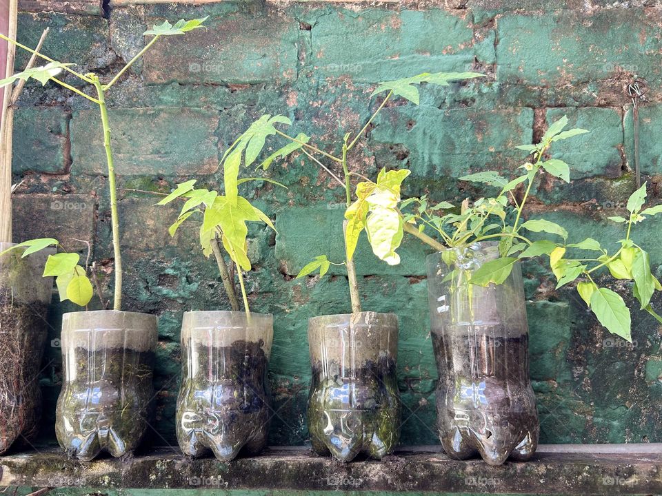 Plants in recyclable bottles at my family's house