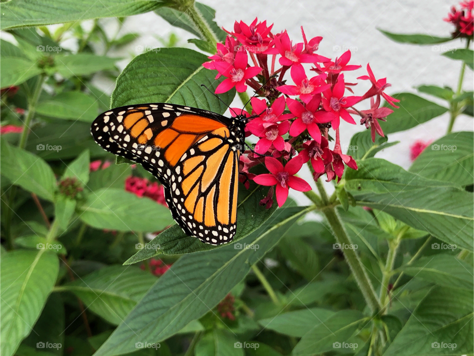 Monarch Butterfly on a red Penta flower.