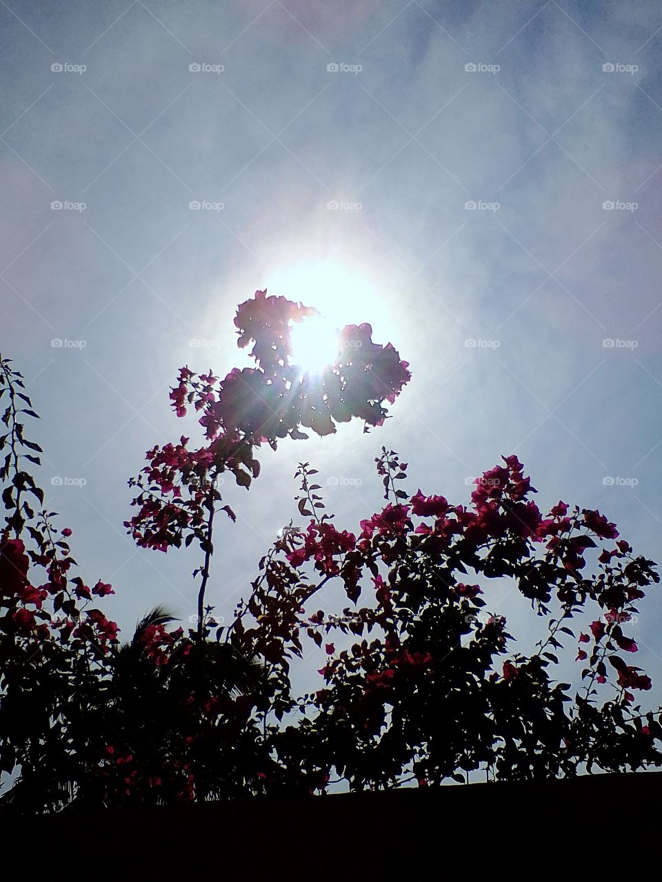 flowers and sun