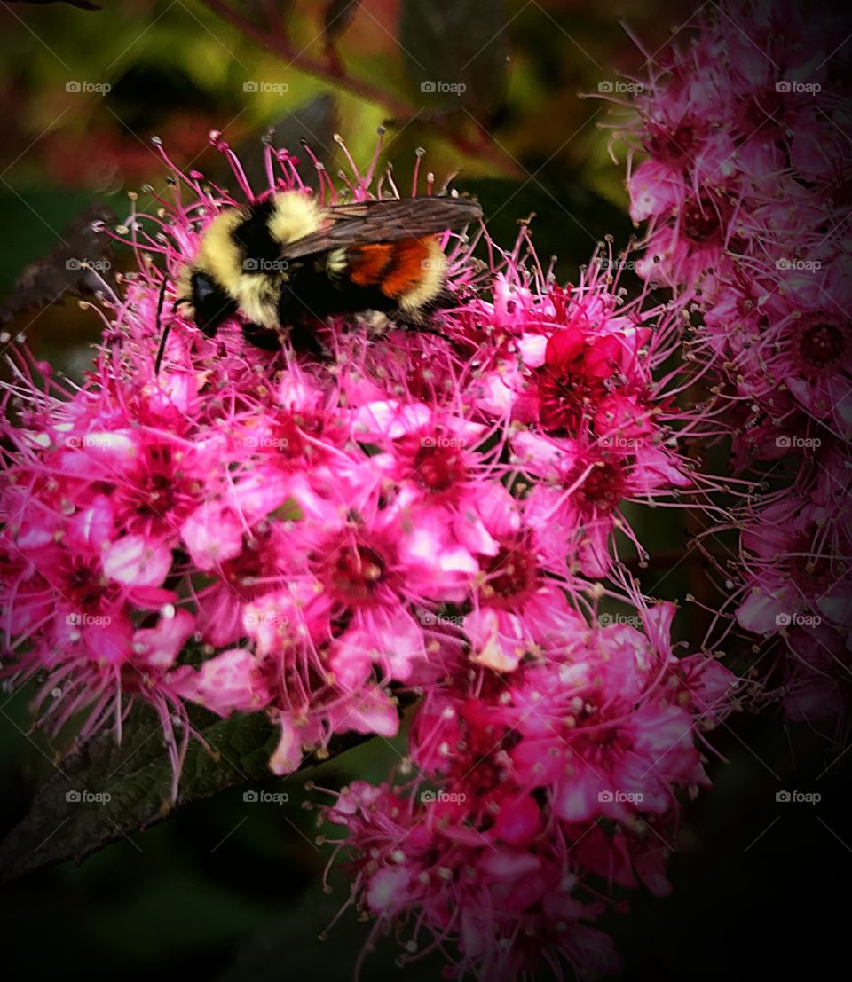Bumblebee on pink flowers
