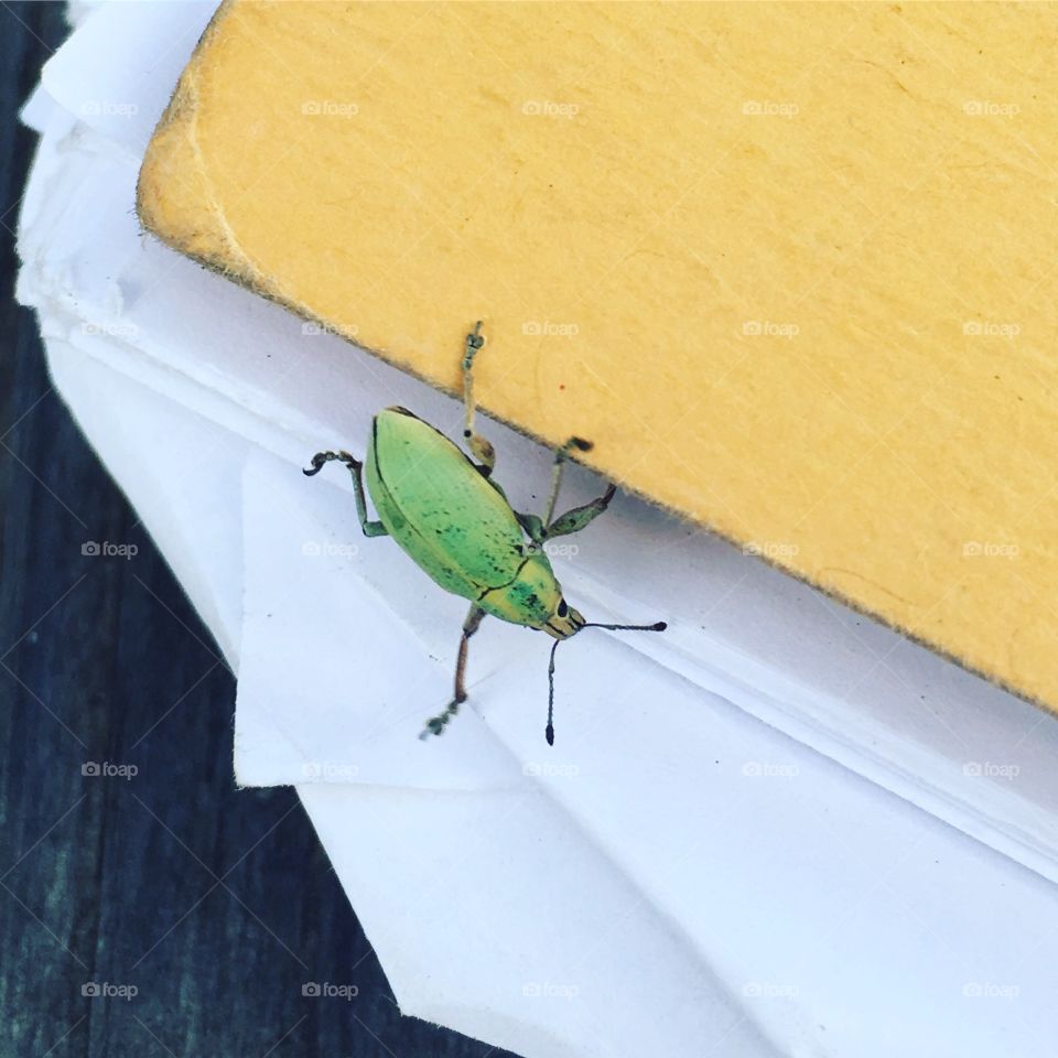 Just a green beetle chilling on a book.  