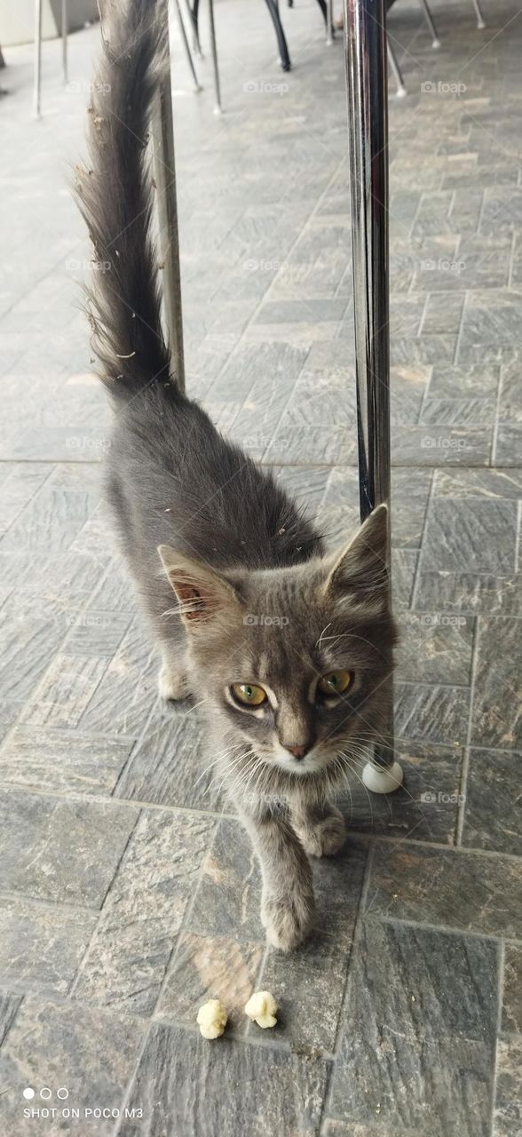 Beautiful grey cat looking at camera.