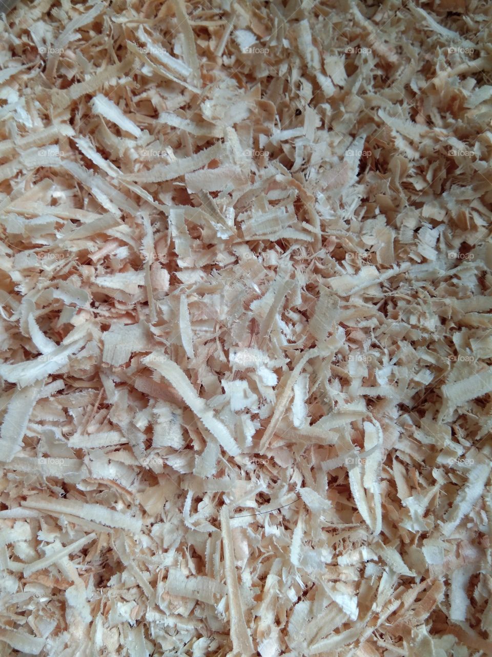 waste from teak wood shavings