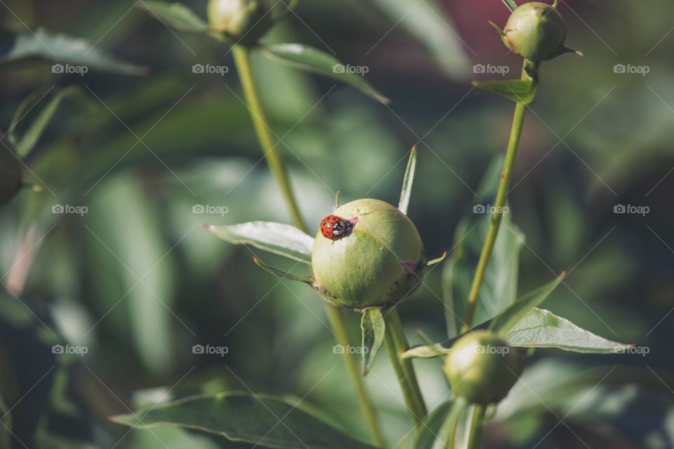 Ladybug 🐞 Lunch