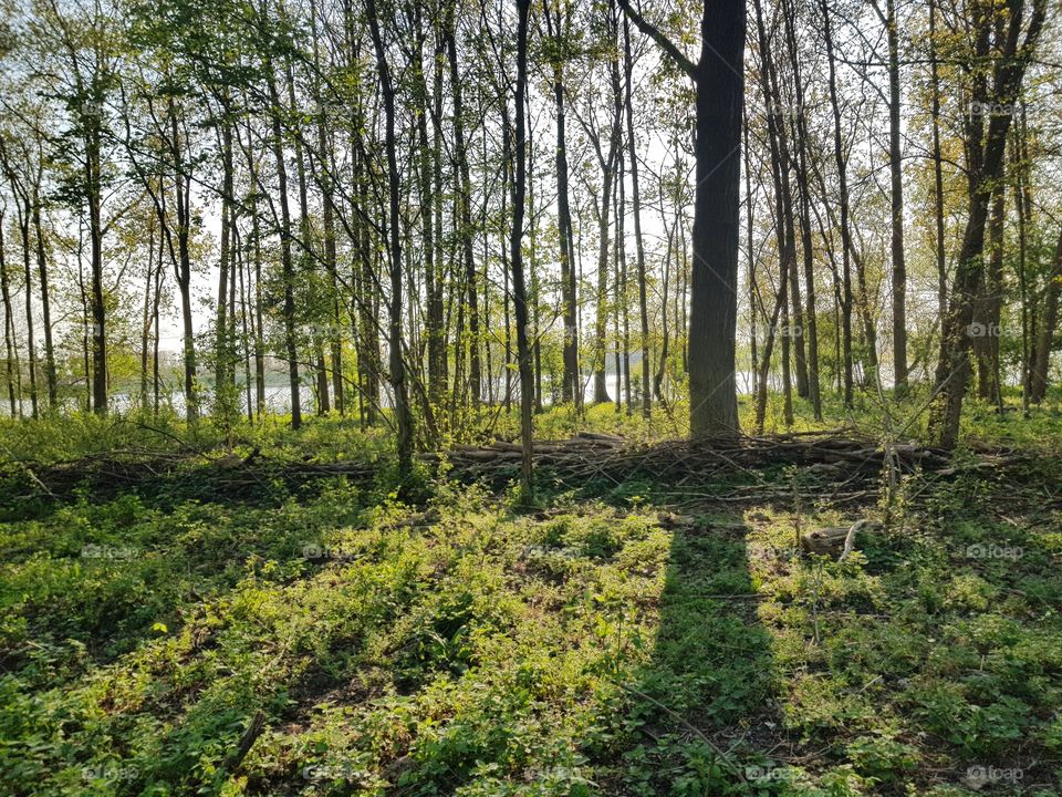 Shadow effect tree, from a park