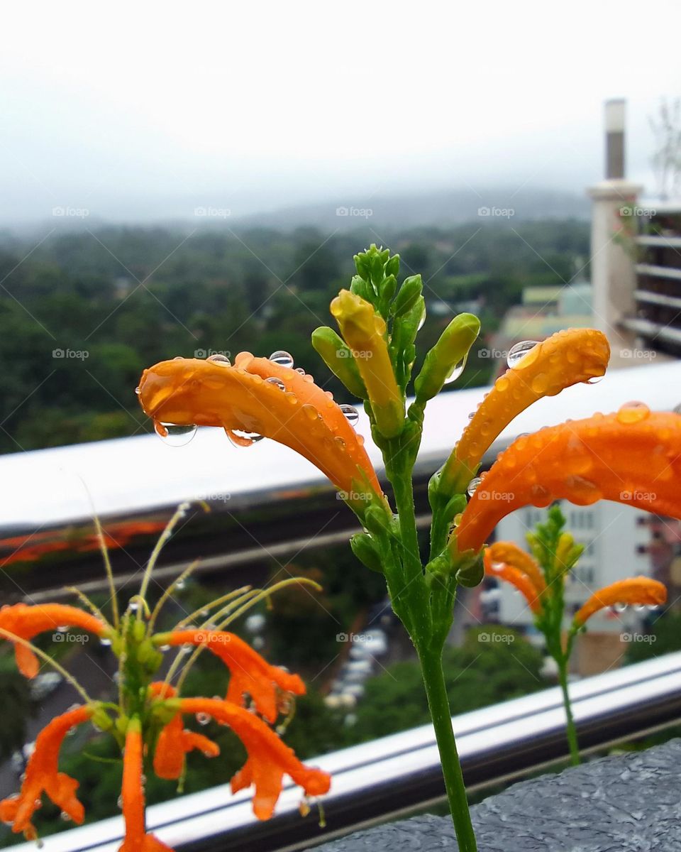 Dew on Flowers.