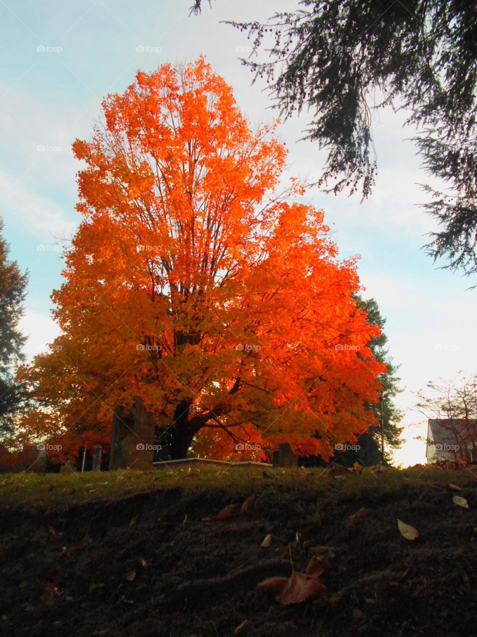 Fiery Fall Tree