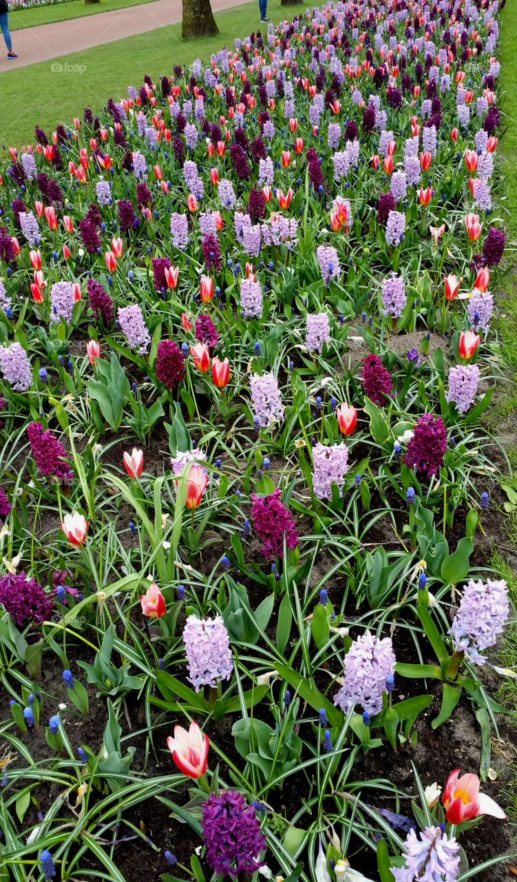 Multicolored Flowers in Netherlands