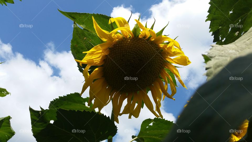 dry sunflower
