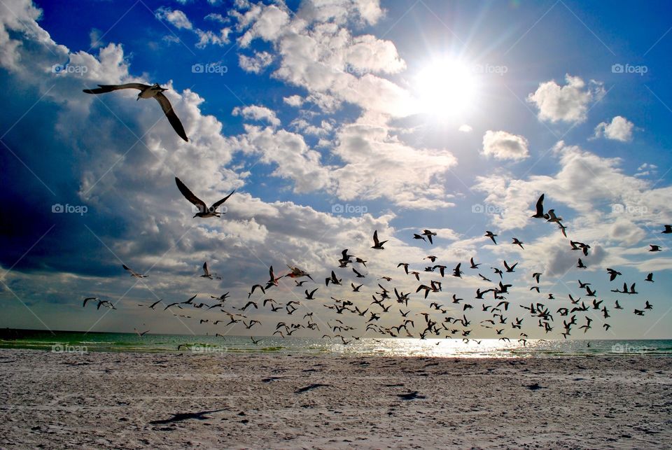 Bird soaring over Sarasota beach in Florida. 