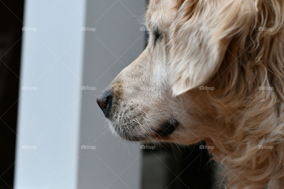 Dog Close-Up