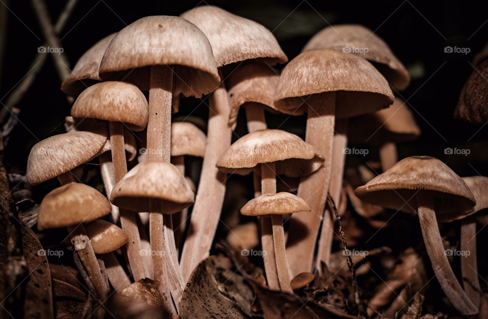 Mushrooms