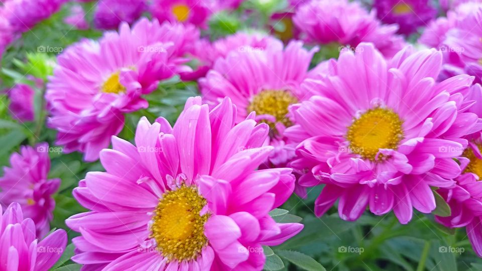 pink flowers, pink, pink energy, wet pink, tasty pink, flowers