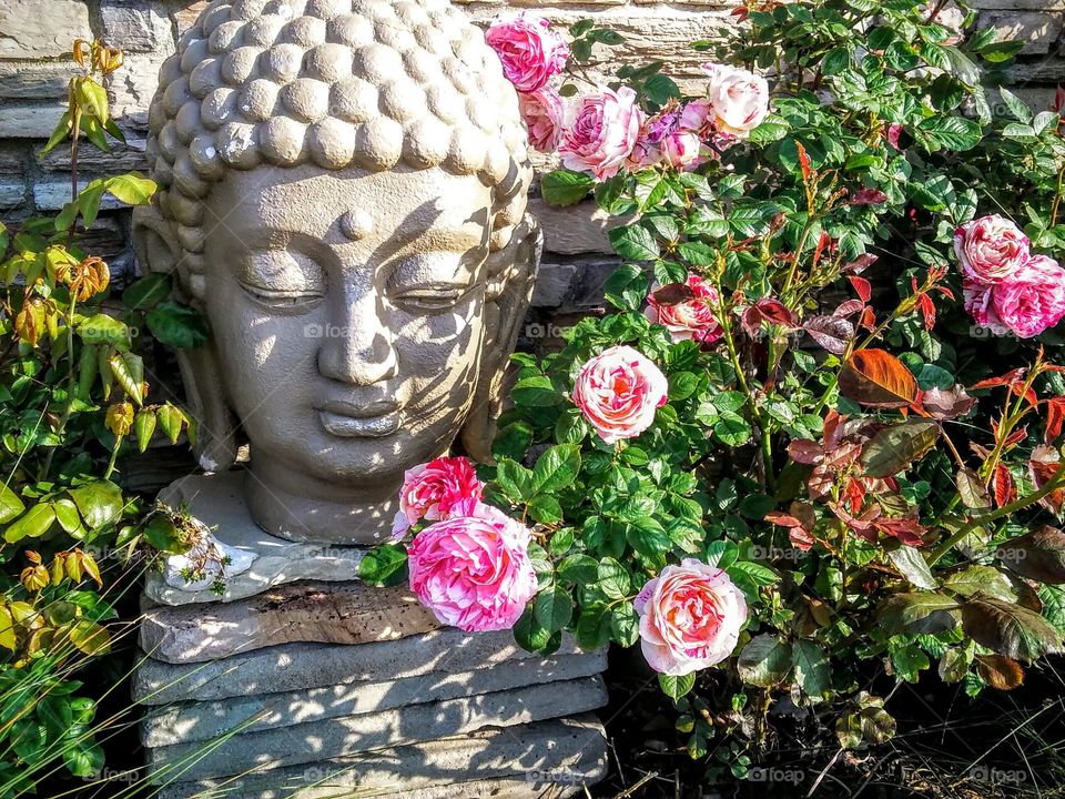 Beautiful pink and white roses in front of a buddha statue. lovely roses. Rose garden