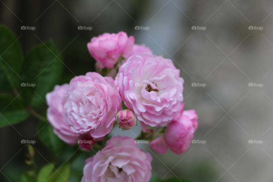 Flower, Flora, Nature, Rose, Garden