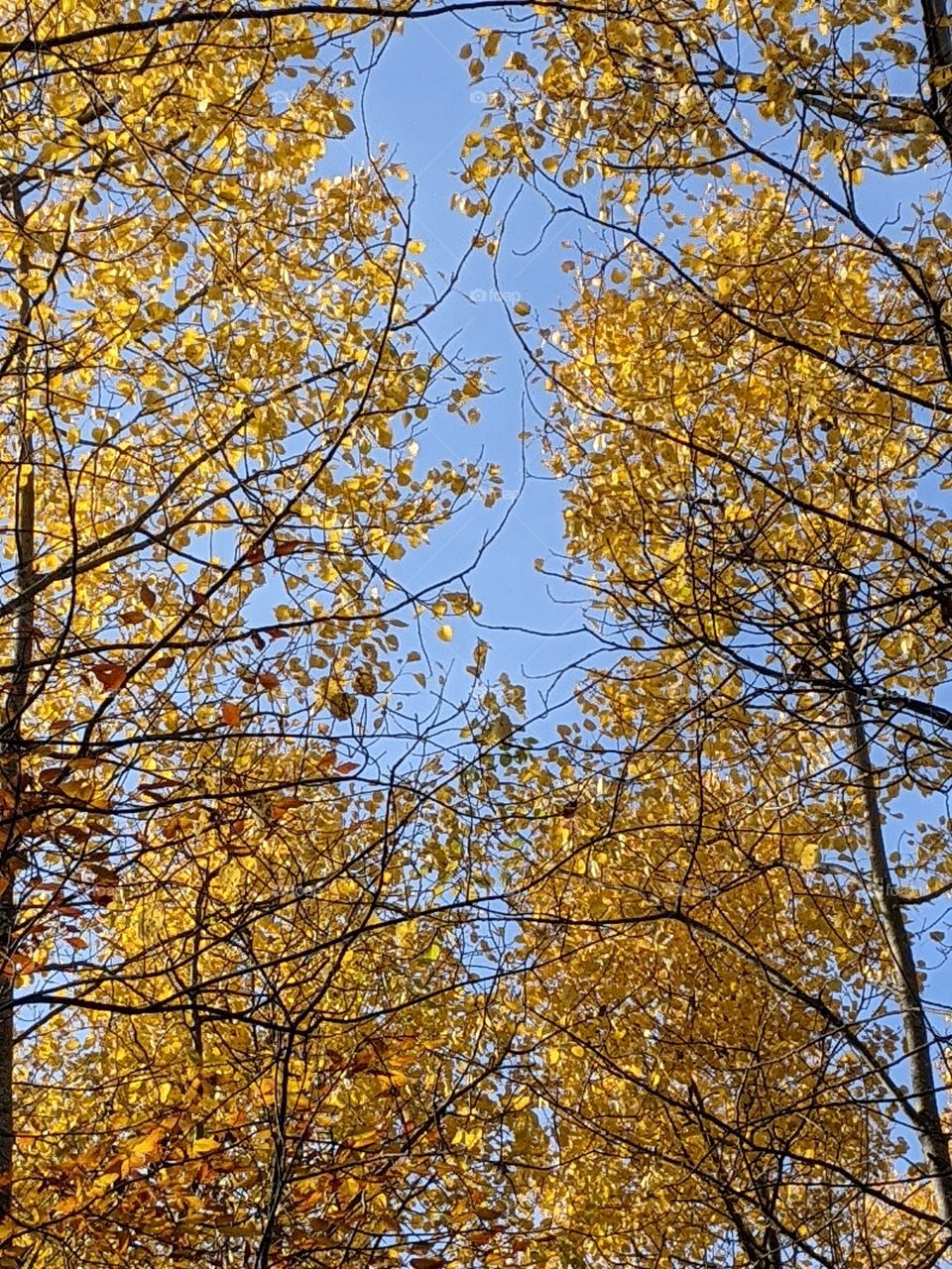 Yellow Autumn trees