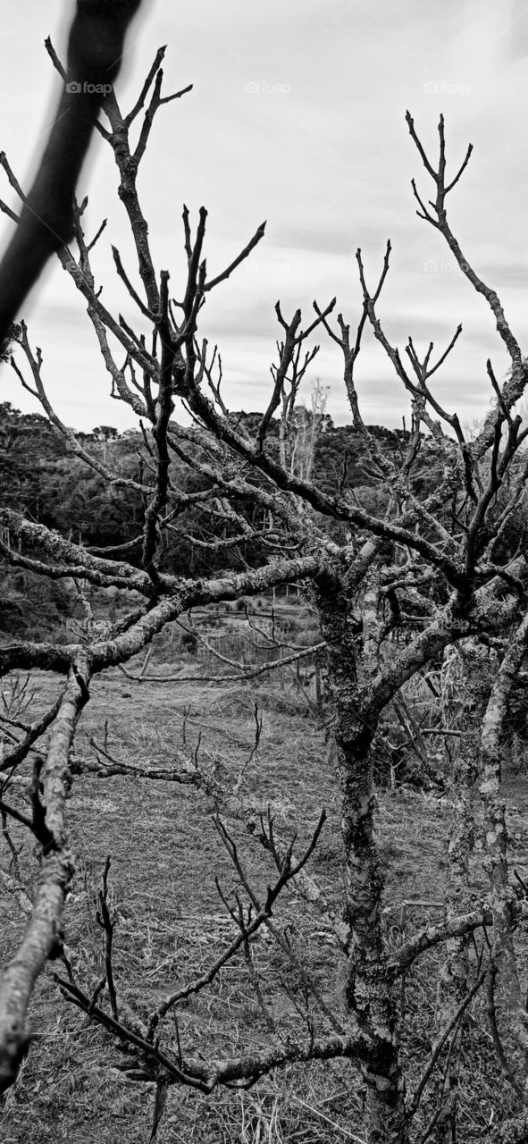 Tree without leaves in winter