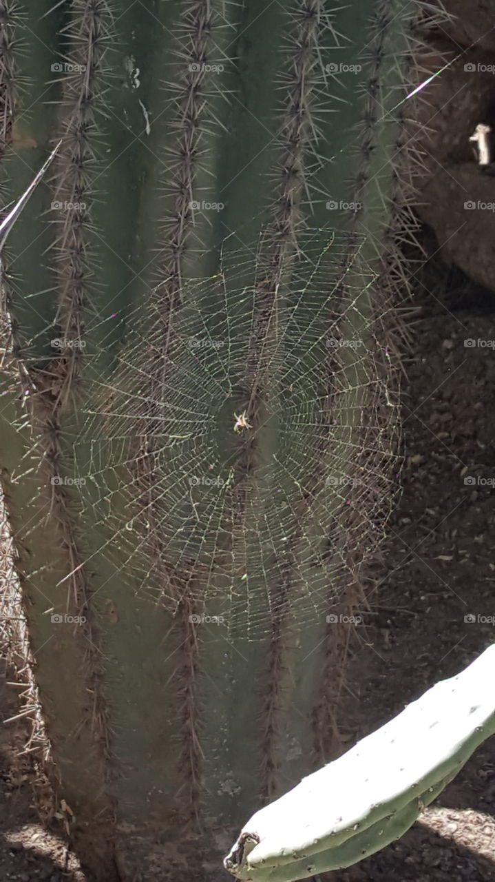 spider web