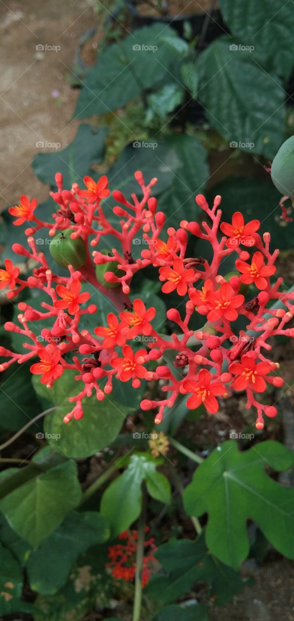 Jatropha podagrica/Jarak Bali is an upright herb that has medicinal properties, while this plant is relieving pain, anti-inflammation, eliminating swelling, removing toxins & reducing heat. Also known as the distance of the elephant's trunk. (s:wkpd)
