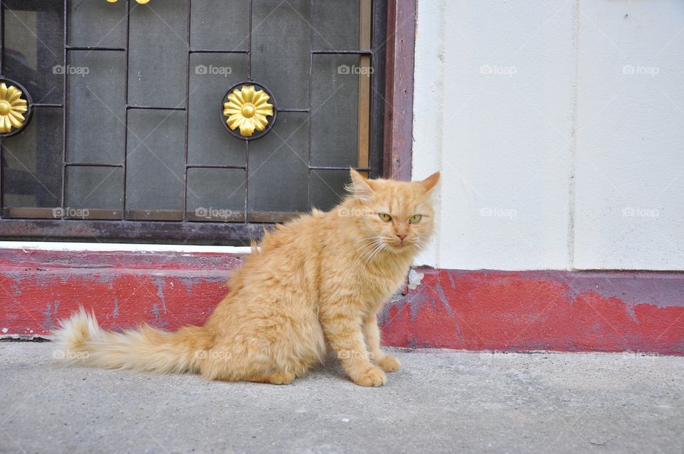 Cat, Street, Portrait, Animal, Domestic