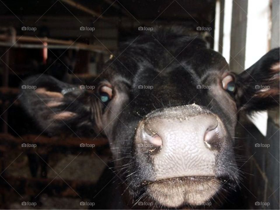 Cow Brown. This cow was at Peaceful Meadows Ice Cream Farm. I stopped there yrs ago and took pic.