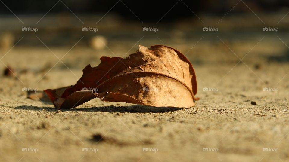 the last stage of leaves