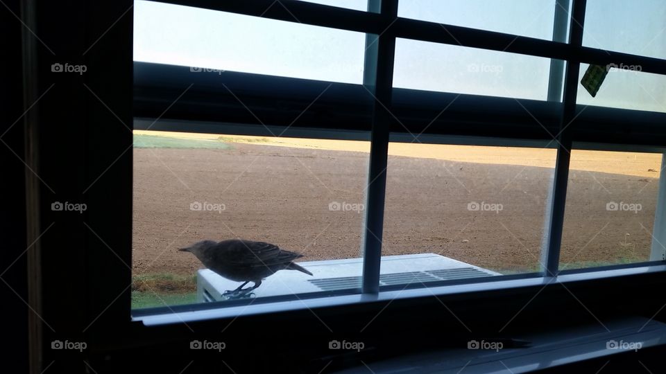 bird. my window