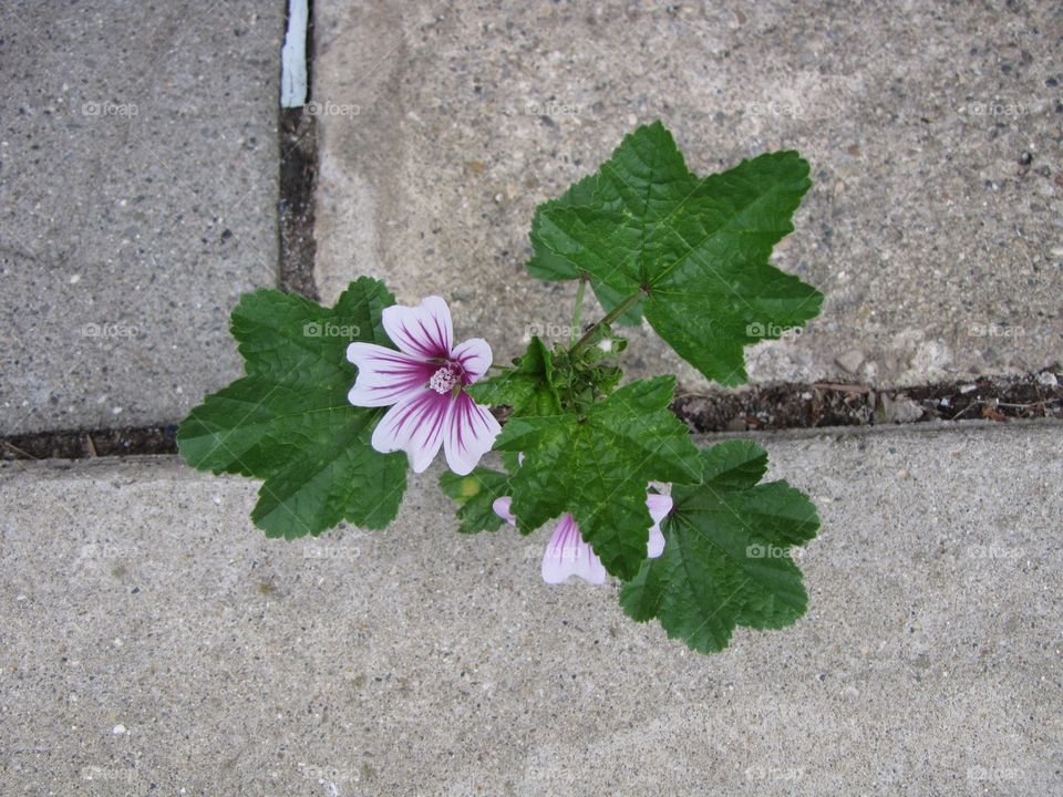 Despite The Odds. A weed grows through cracks in the cement