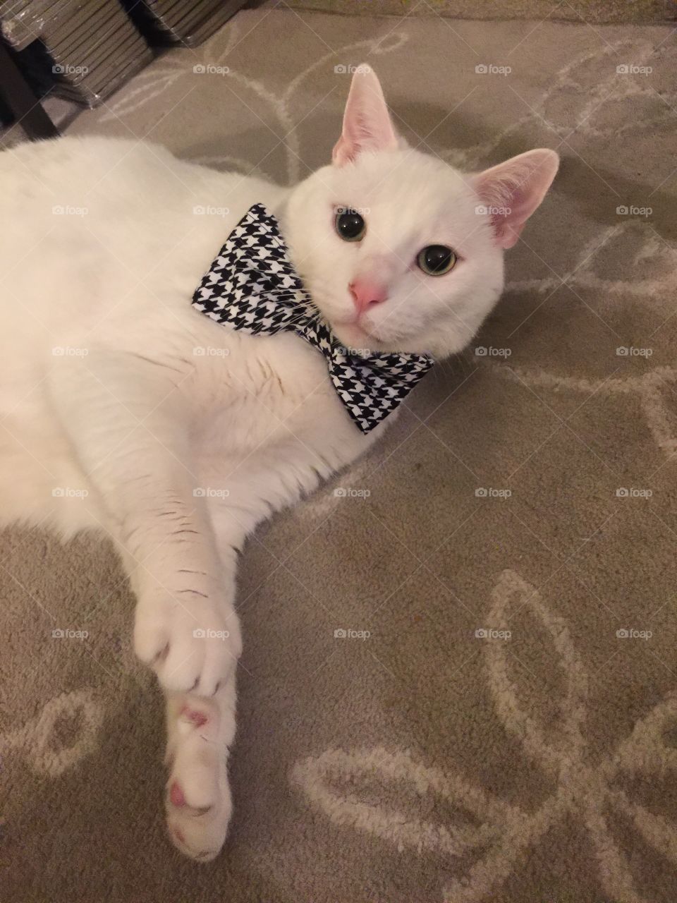 Bow tie kitty cat!