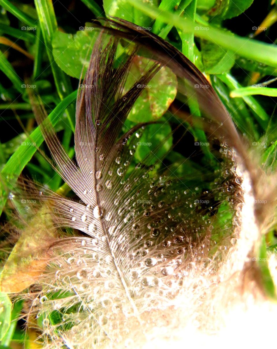 feather in the rain