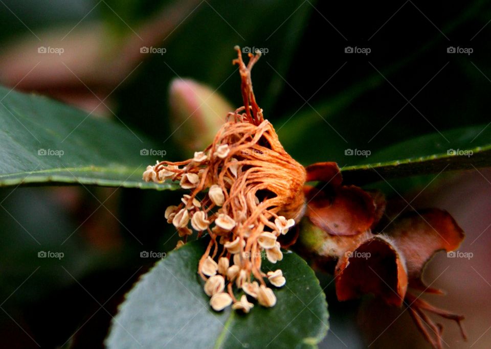 seefs left aftwr the bloom with a bud in the background.