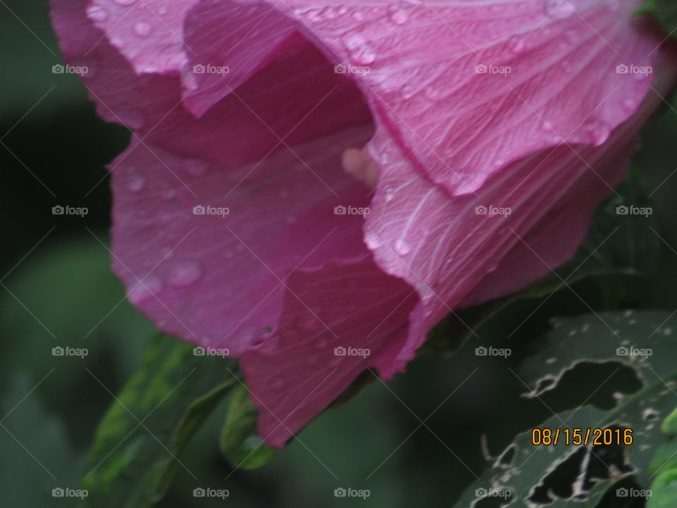 Pink water drop flower 