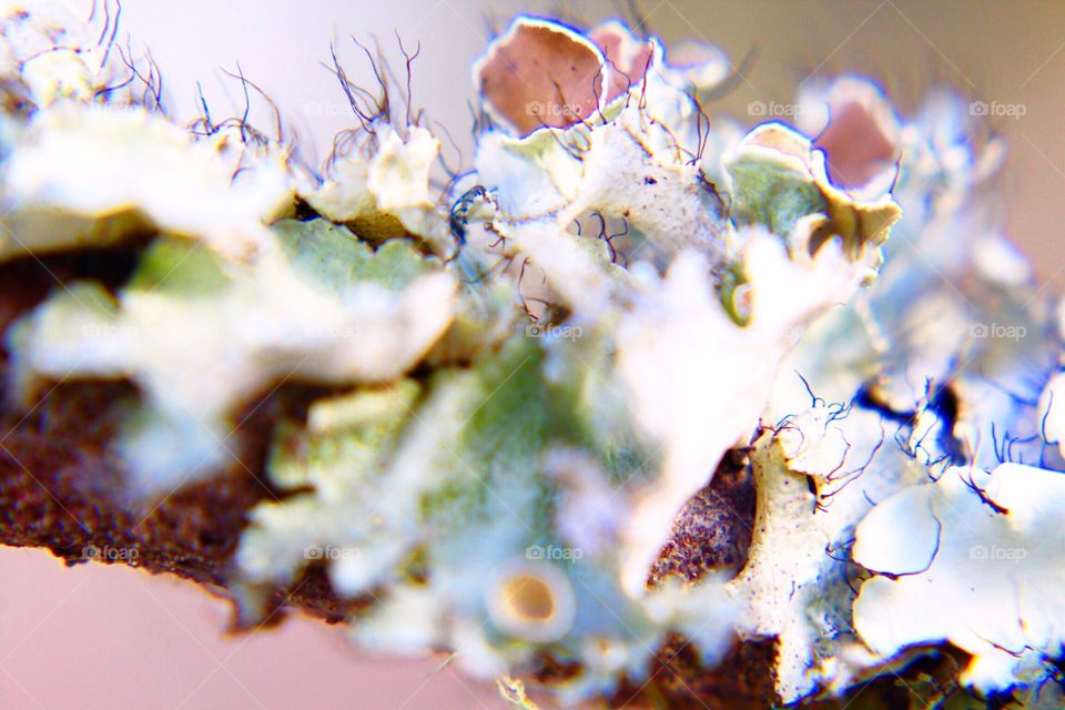 Macro of lichen 