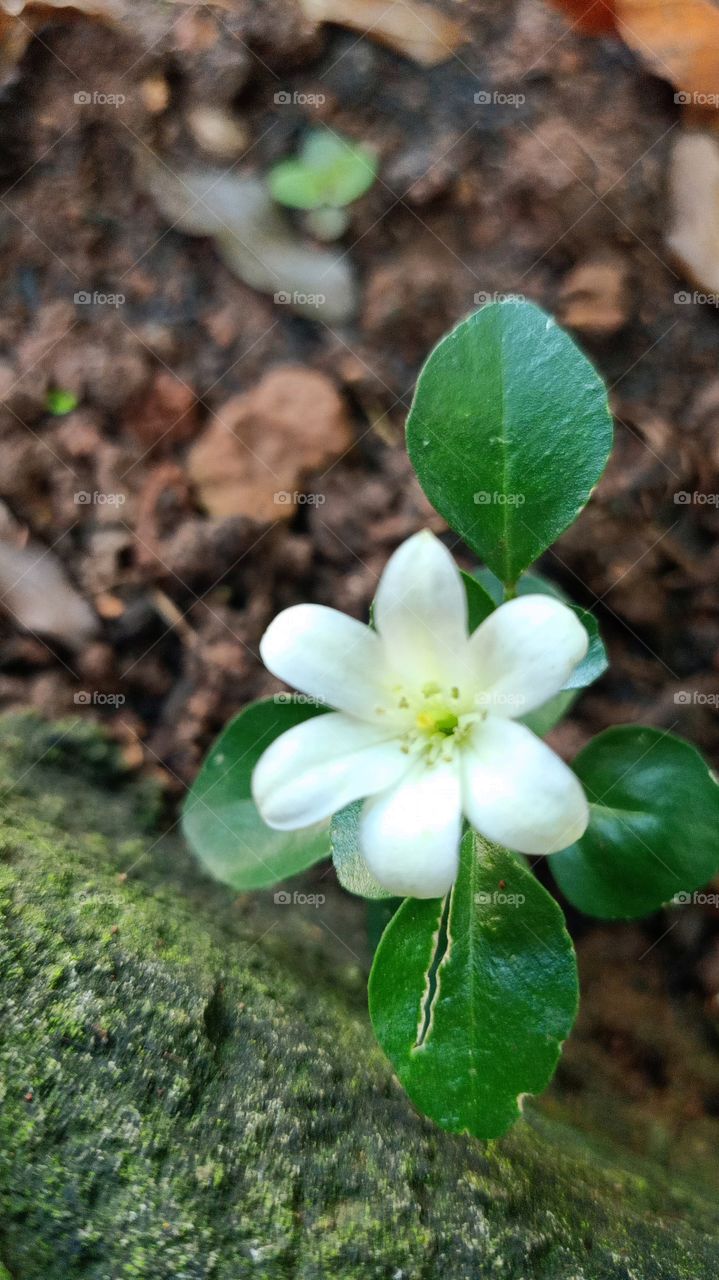 lemon flower