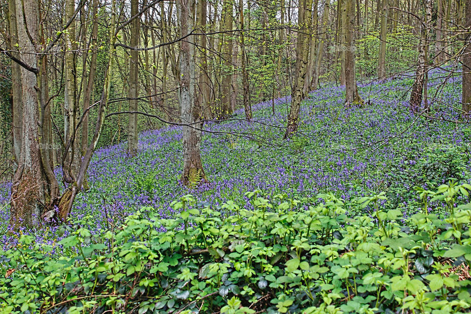 Bluebells