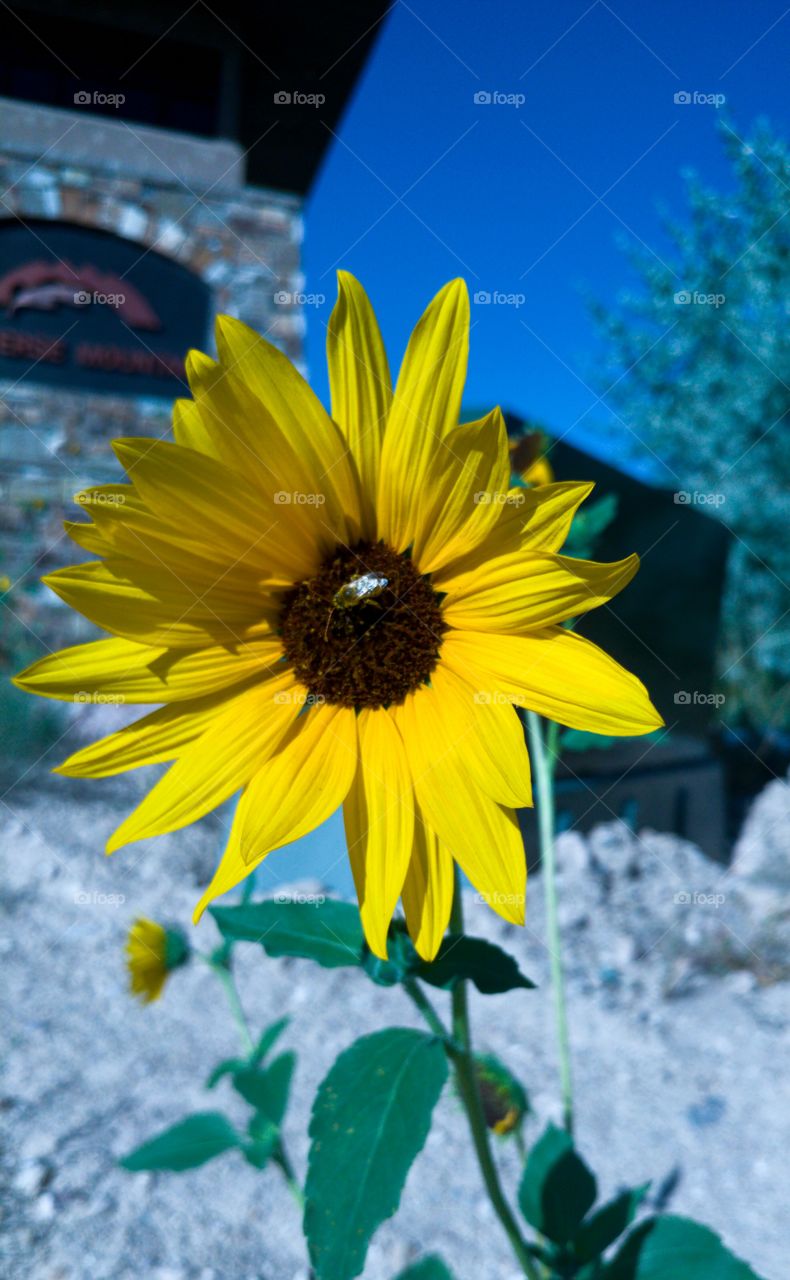 bee on a sun flower