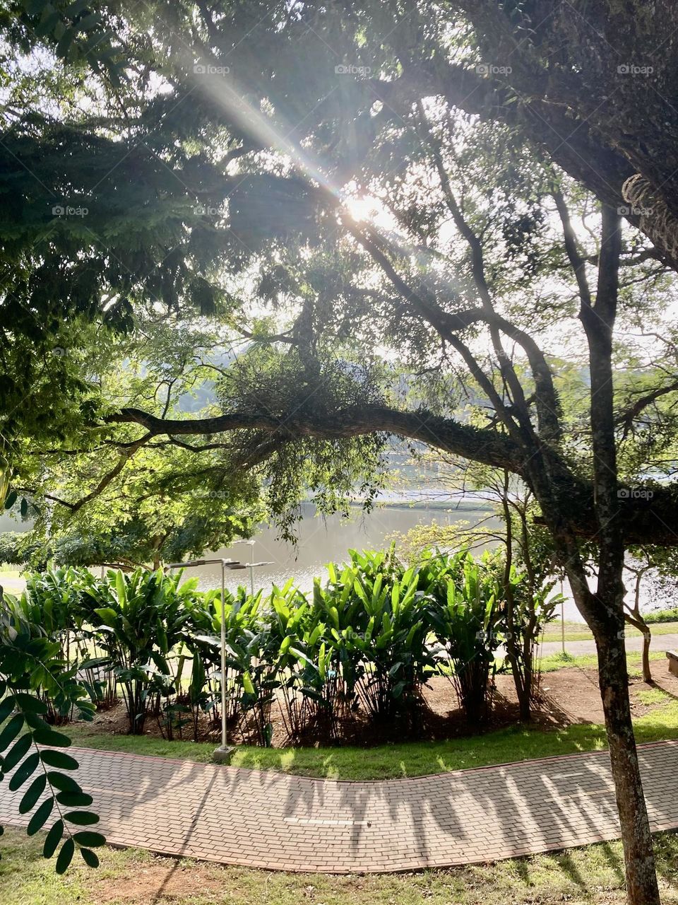 🇺🇸 A beautiful landscape with the morning sun illuminating the plants and the lake in Bragança Paulista.  Long live Nature and its beauty! / 🇧🇷 Uma bela paisagem com o sol da manhã, iluminando as plantas e o lago em Bragança Paulista. Viva a Natureza!