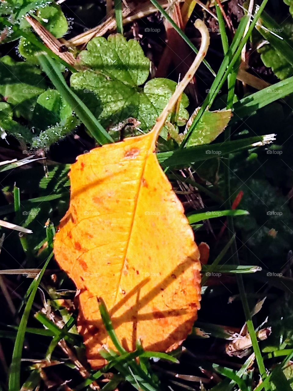 First of the Falling