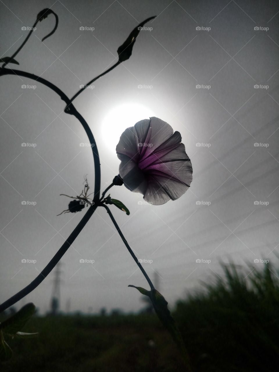 Morning shot with the sun and flower