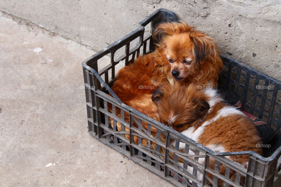 Beautiful small dogs mother and son in a plastic box