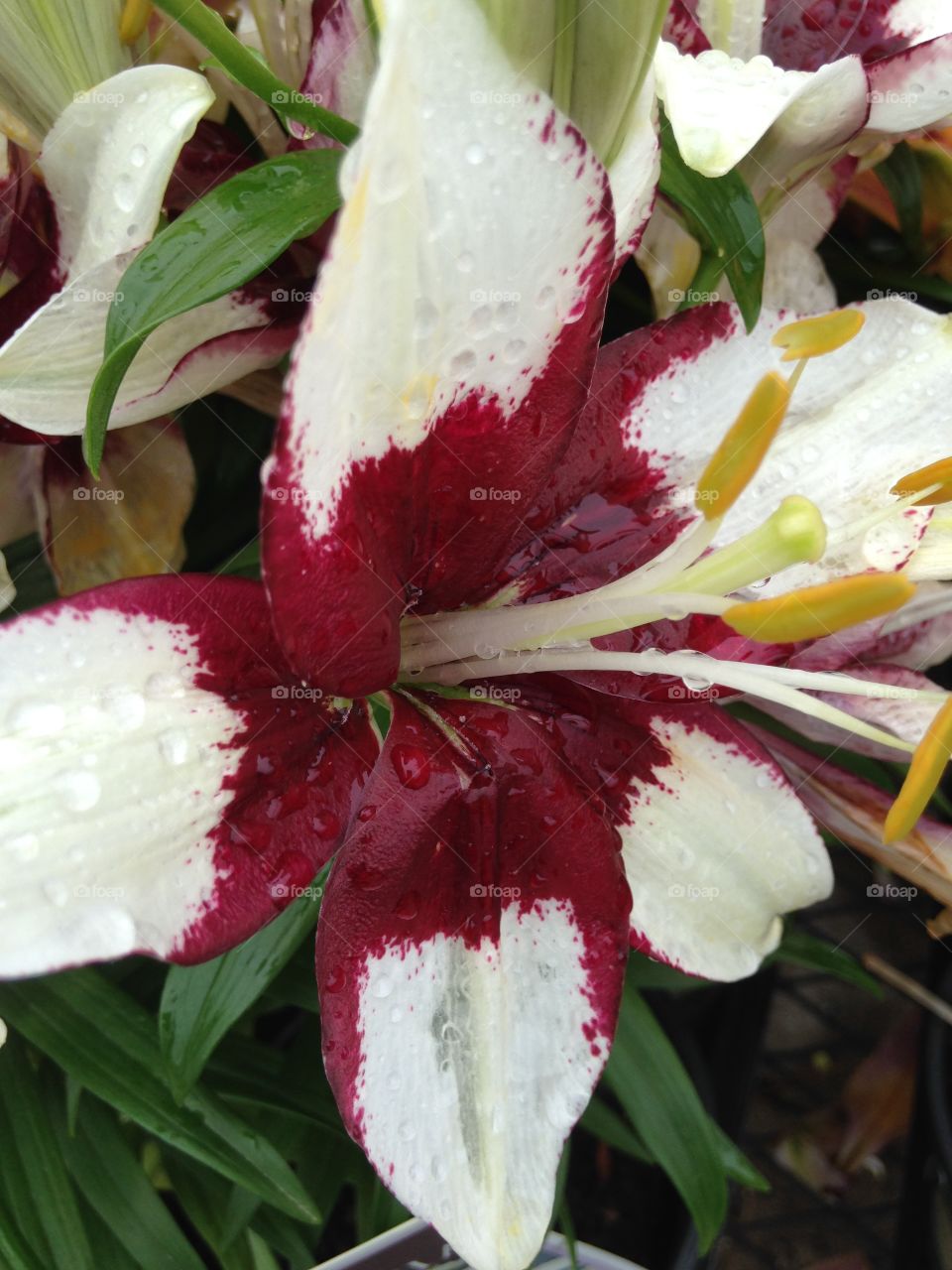 High angle view of day lily flowers