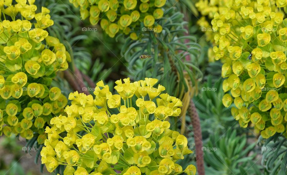 Yellow flowers with bee in flight