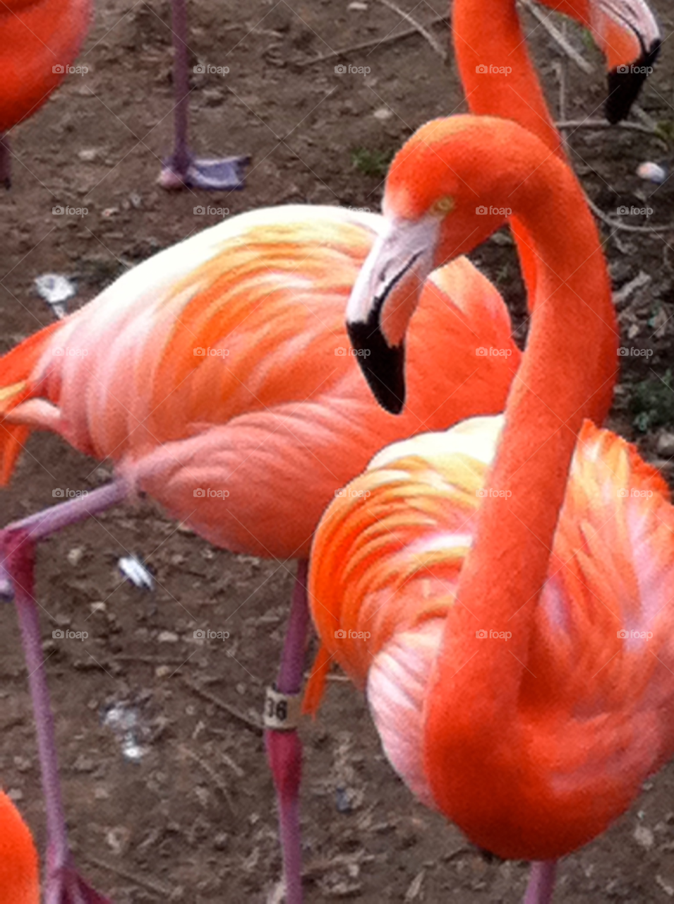 Bird, Flamingo, Zoo, No Person, Feather