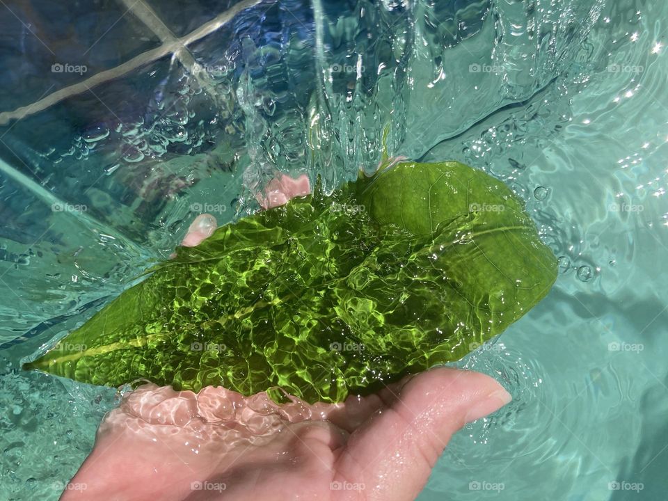 Water on a leaf