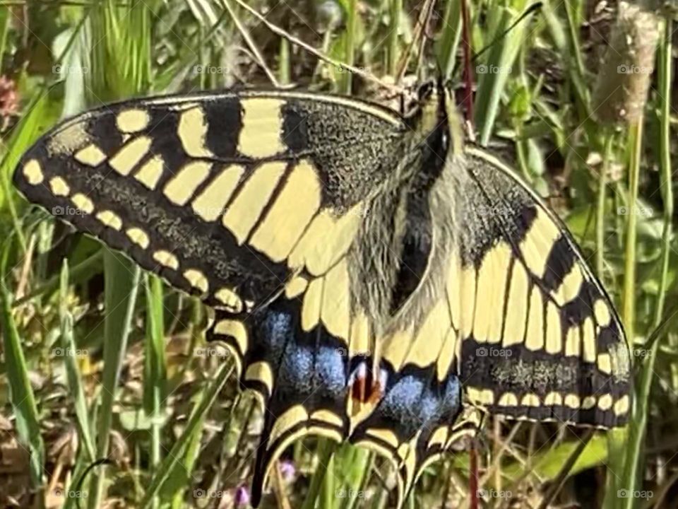Machaon butterfly 