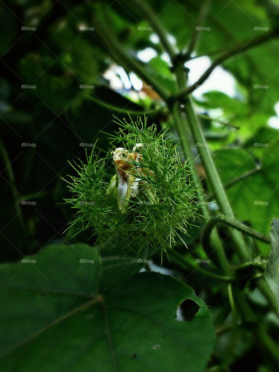 wild flower