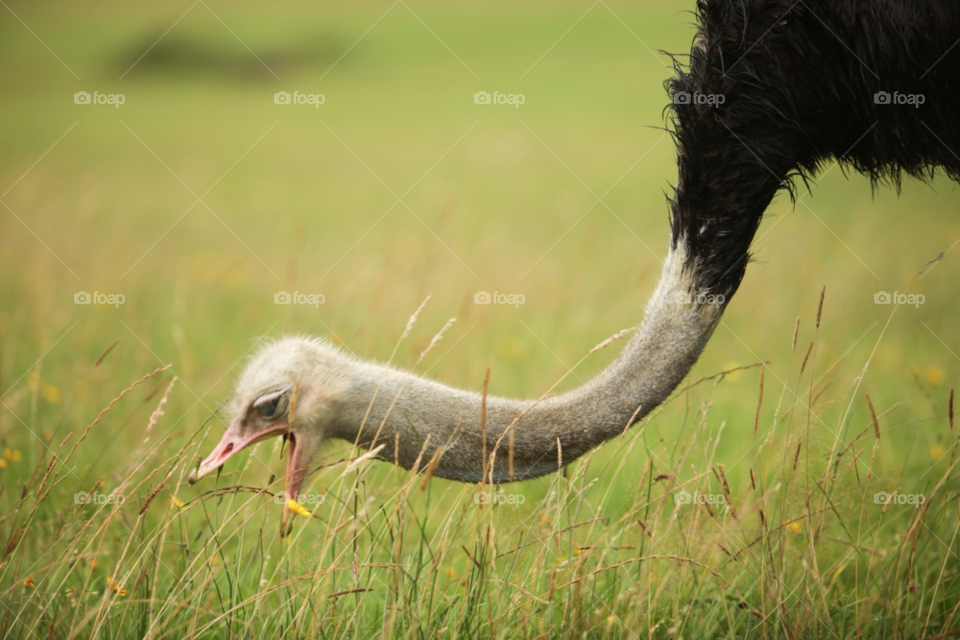 feathers ostrich long neck large two-toed bird by maapu