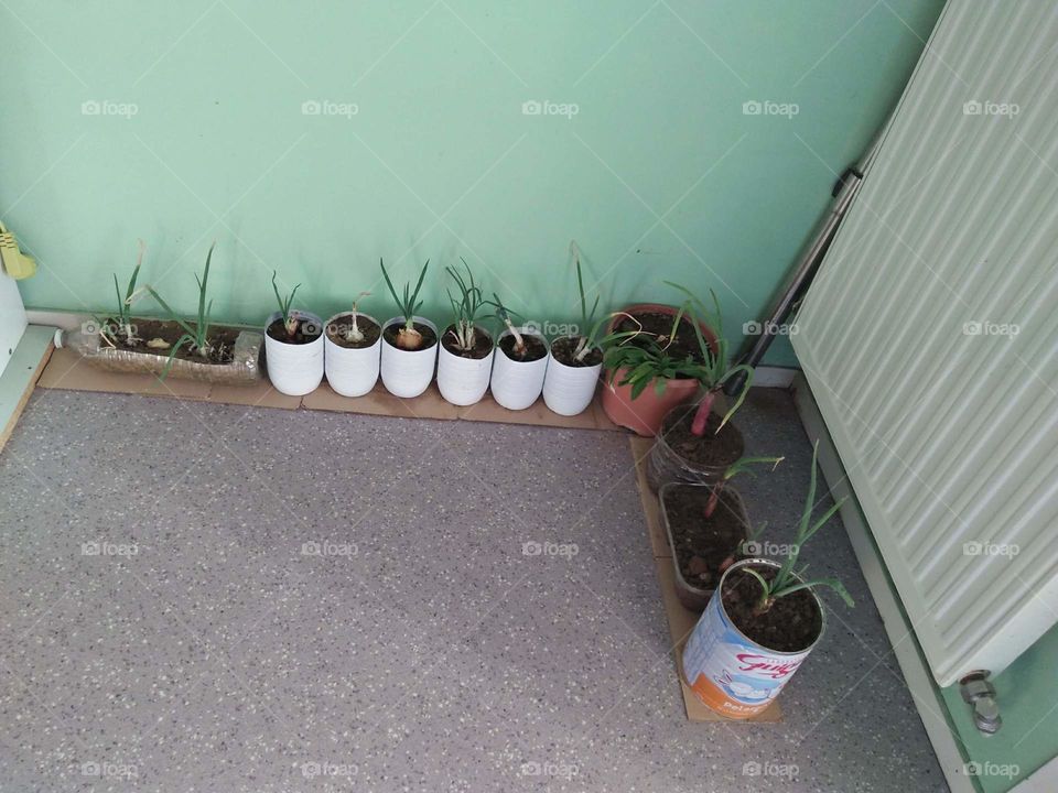 planting onions on a cans and a bottles put inside the house during winter